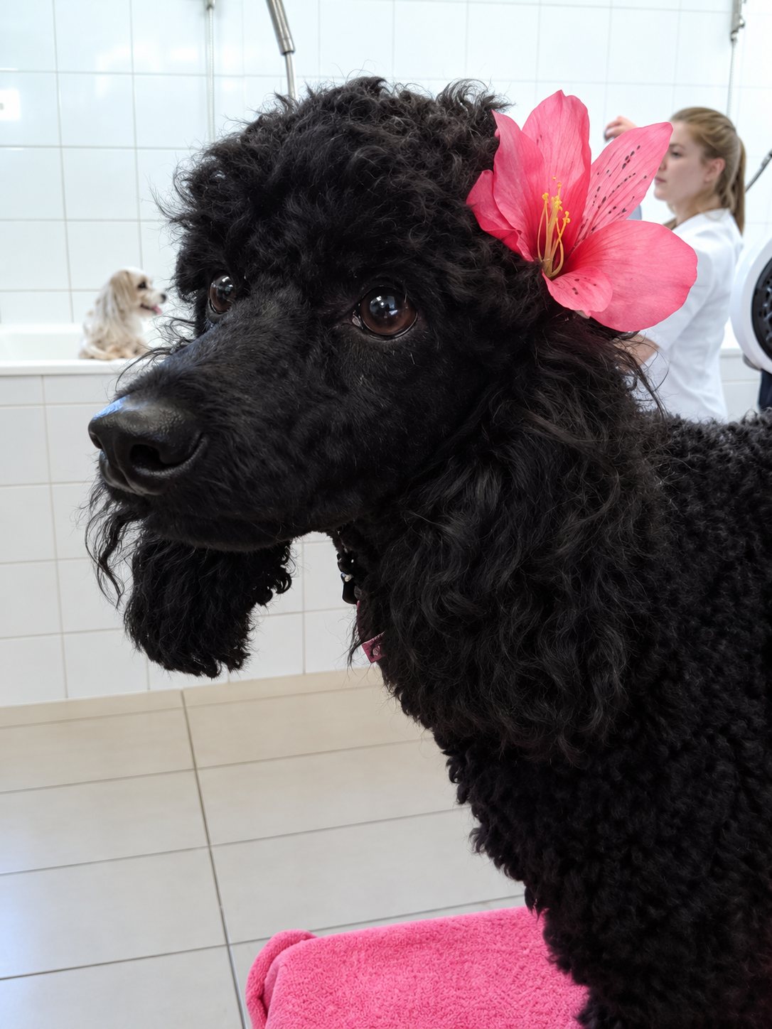Un caniche noir portant une grande fleur rose sur l'oreille pose dans un salon de toilettage, avec une employée en blouse blanche à l'arrière-plan.