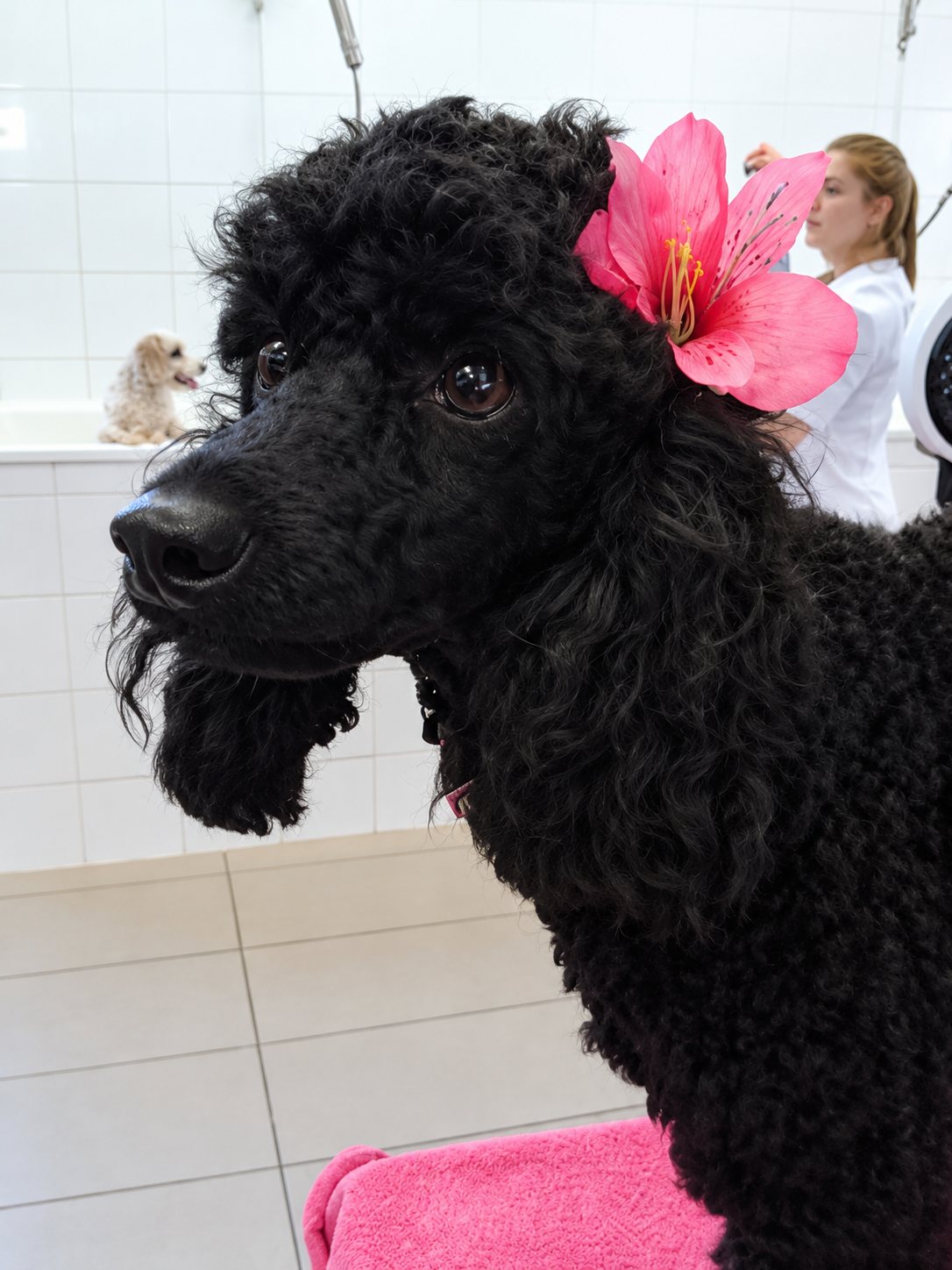 Un caniche noir porte une grande fleur rose sur la tête dans un salon de toilettage, avec une toiletteuse et un petit chien en arrière-plan.