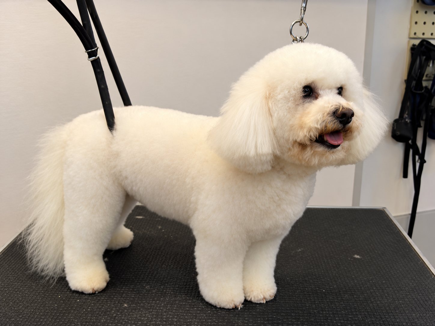Un petit chien blanc au poil bouclé et fraîchement toiletté se tient debout sur une table de toilettage noire, retenu par une sangle.