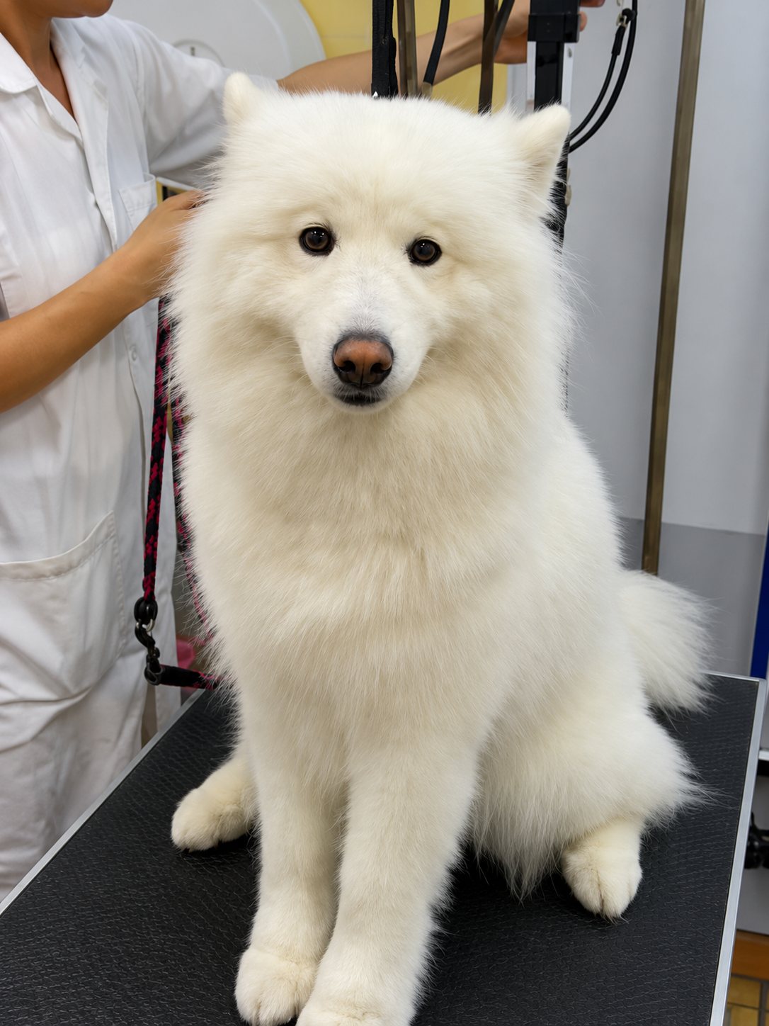 Un chien samoyède au pelage blanc et épais est assis sur une table de toilettage pendant qu'une personne en blouse le coiffe.