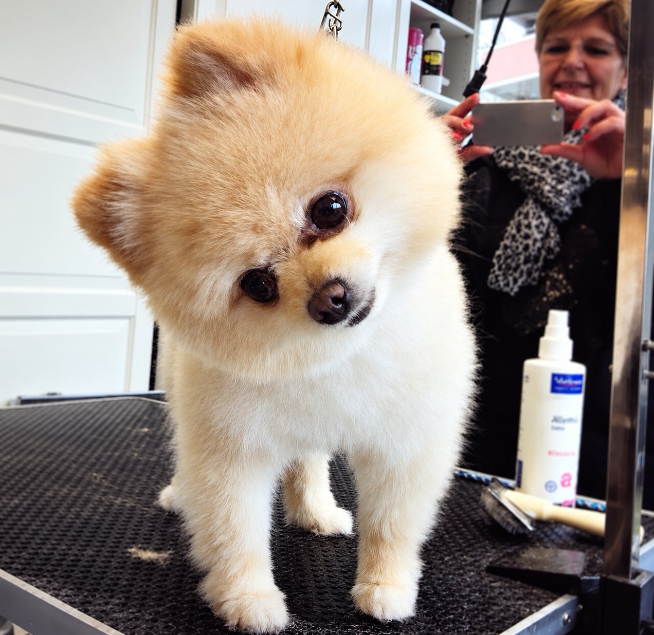 Un petit chien spitz crème à la fourrure duveteuse penche la tête sur une table de toilettage, avec une femme souriante qui prend une photo en arrière-plan.
