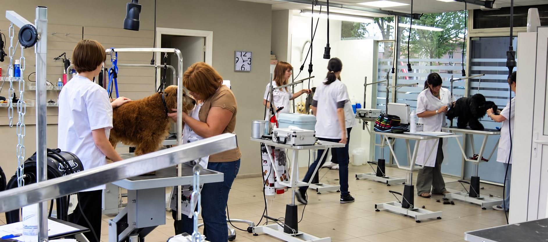 Plusieurs toiletteuses en blouse blanche s'occupent de chiens sur des tables de toilettage dans un salon lumineux.