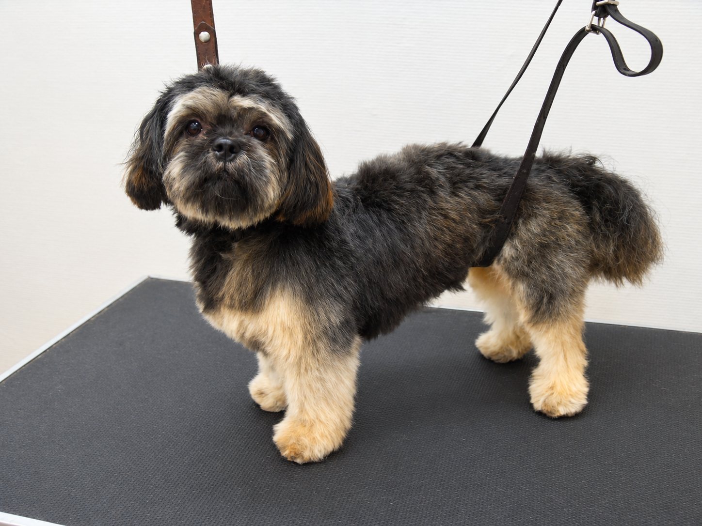 Un petit chien au poil noir et beige, fraîchement toiletté, se tient debout sur une table de toilettage, maintenu par une laisse devant un mur blanc.