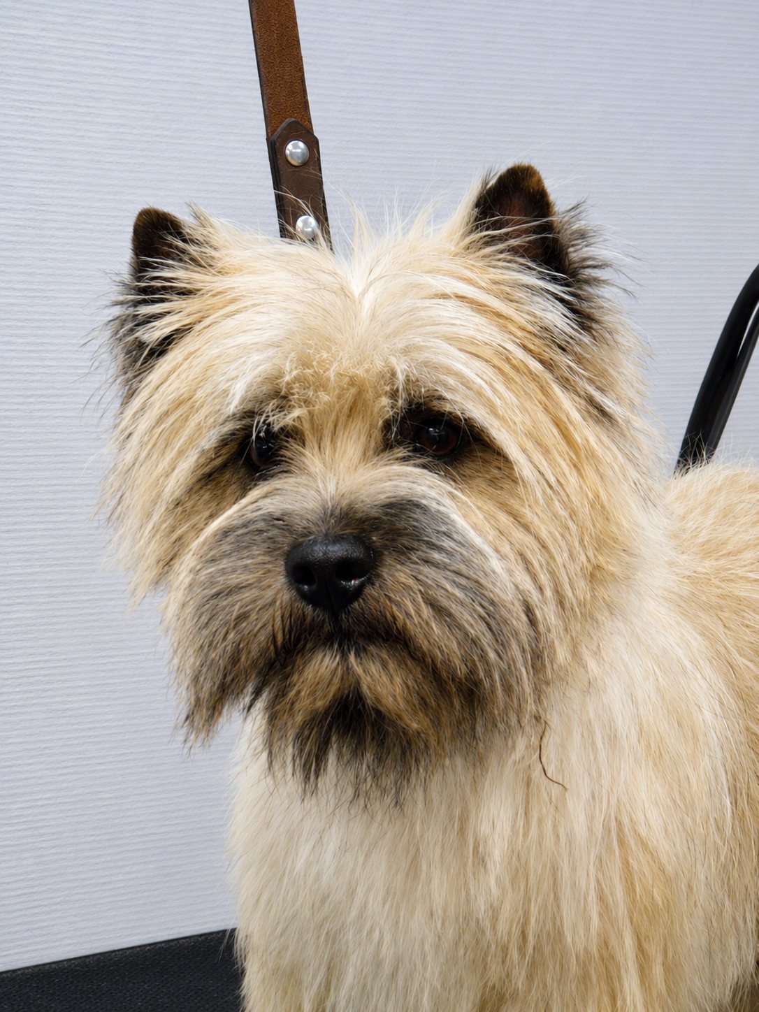Un cairn terrier au poil crème et aux oreilles sombres regarde l'objectif, retenu par une laisse marron devant un mur clair.