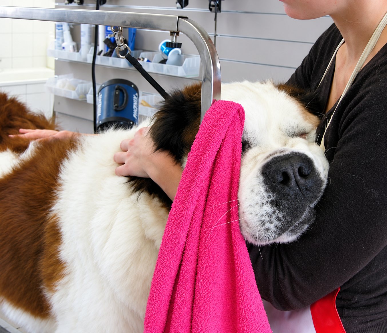 Une toiletteuse tient contre elle un grand saint-bernard et lui essuie la tête avec une serviette rose dans un salon de toilettage.