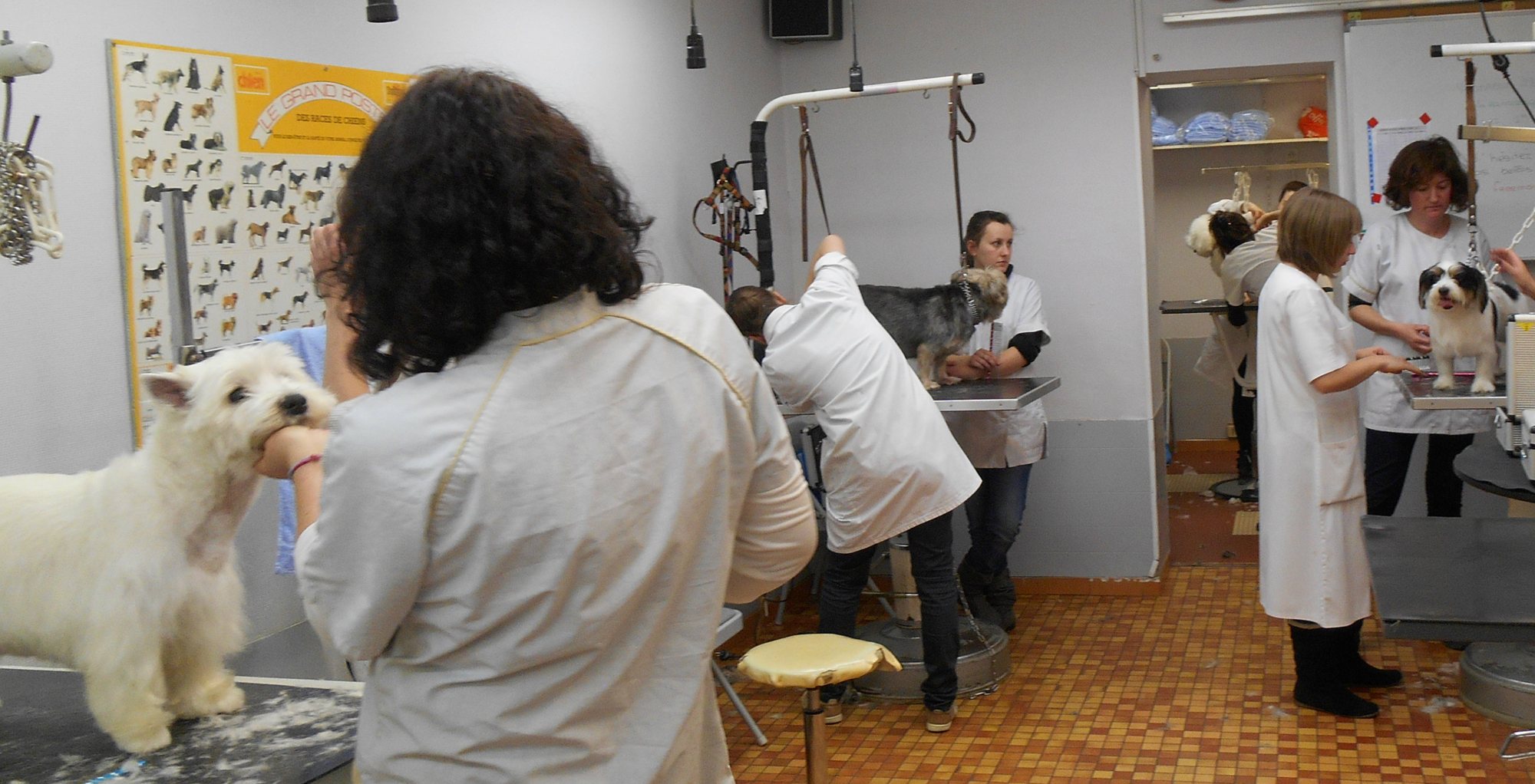 Dans un salon de toilettage, plusieurs personnes en blouse blanche s'occupent de chiens posés sur des tables, devant une affiche des races de chiens.