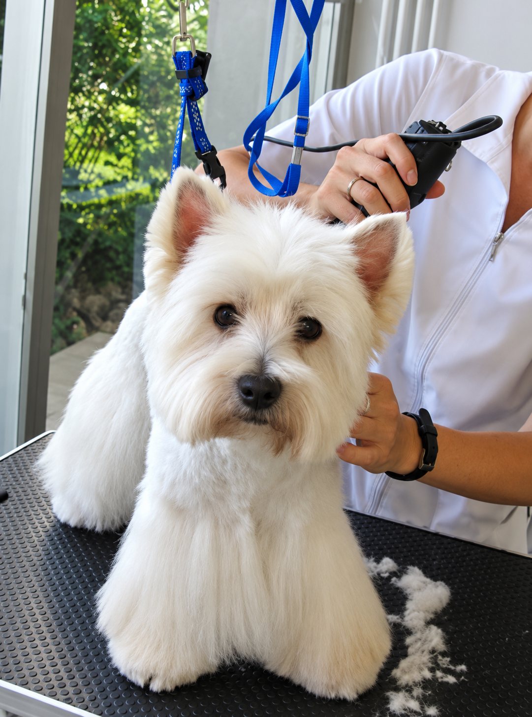 Un West Highland white terrier se tient sur une table de toilettage pendant qu'une toiletteuse en blouse blanche le tond avec une tondeuse.